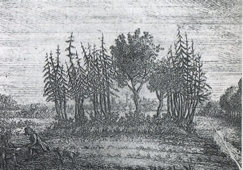 De oudste bekende afbeelding van de Opstalboom.